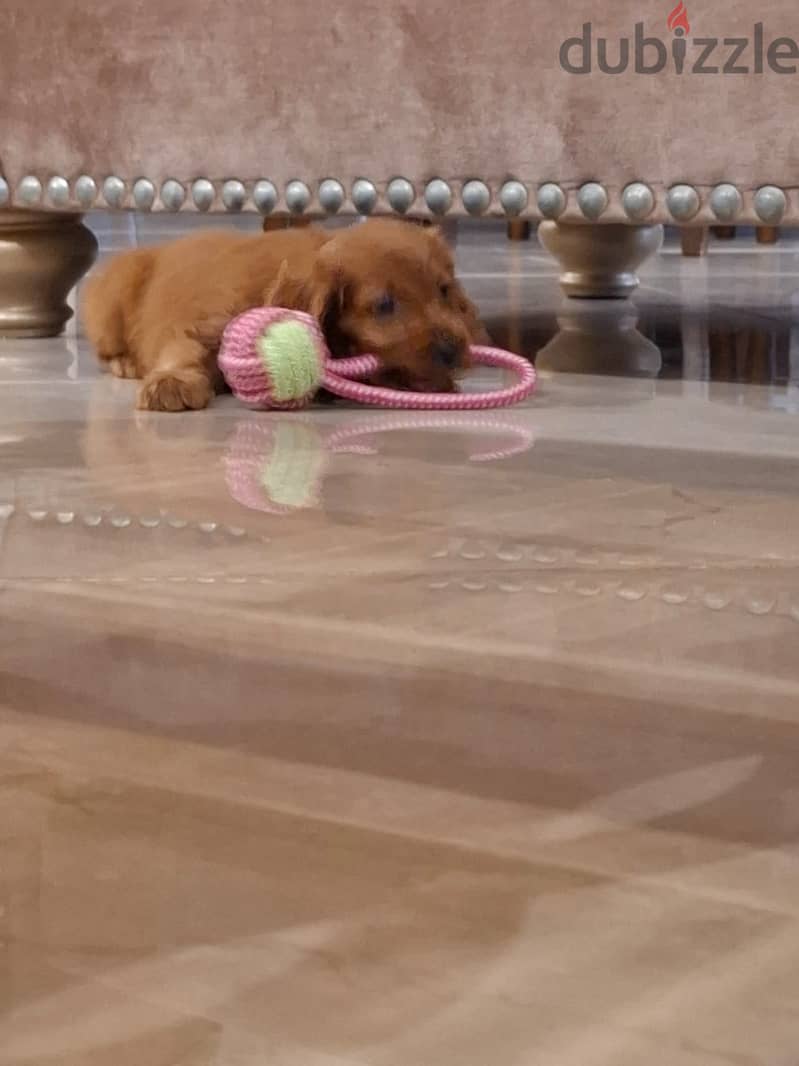 cocker spaniel  toy poodle mix 2