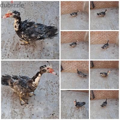 دكر بط تركي