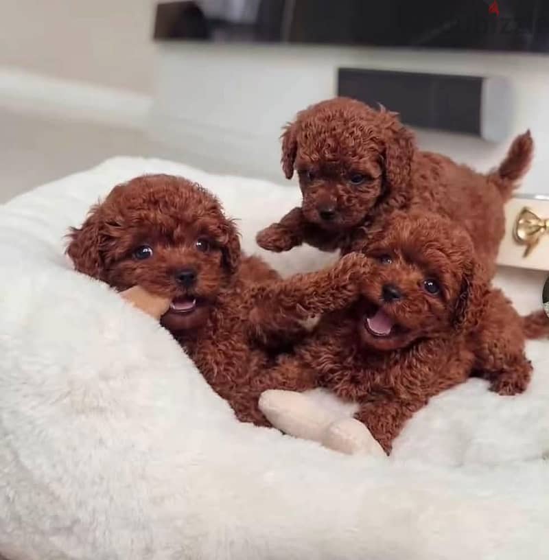 poodle 1