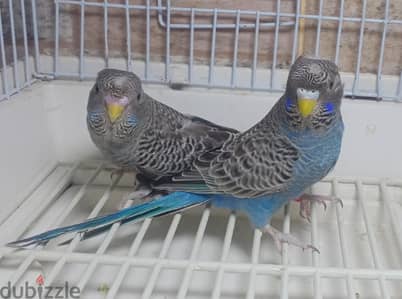 قص بلاك فيس آسبلت ونج 4 شهور