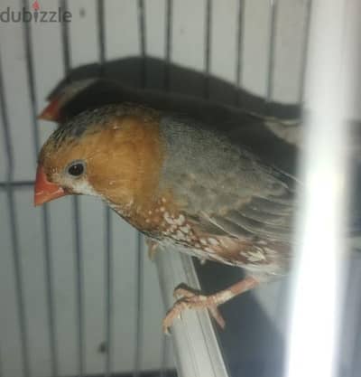زيبرا هاف اورانج