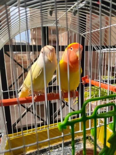 عصافير روز للبيع