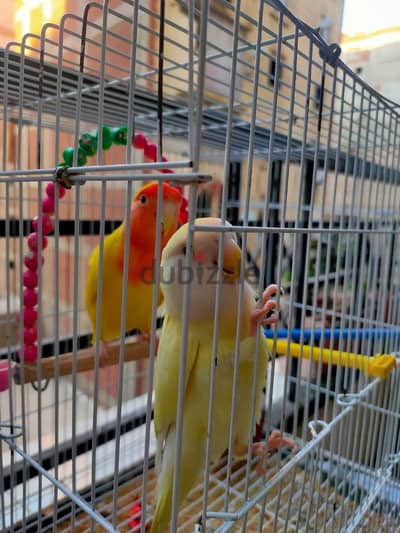 عصافير روز للبيع