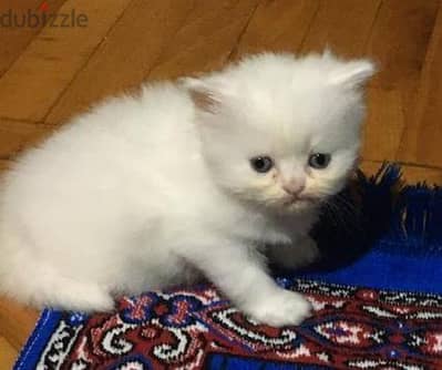 قطه هيمالايا للبيع اسكندرية