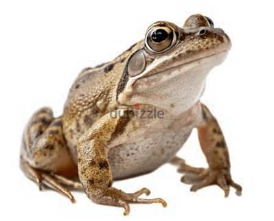 ضفاضع