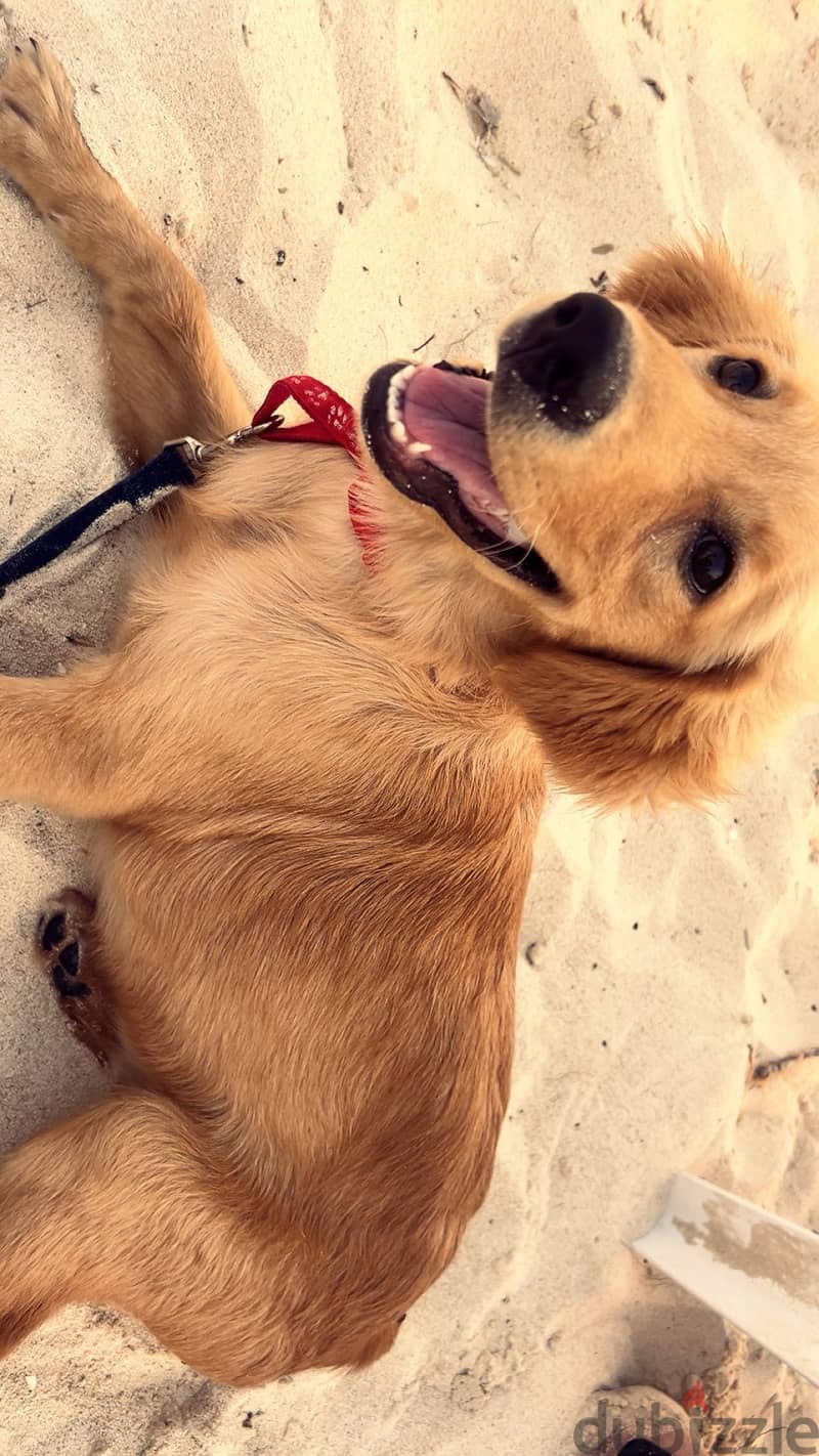 for adoption 1