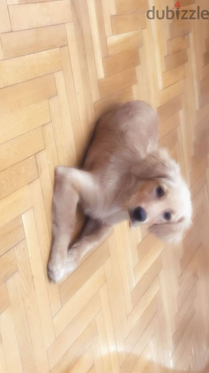 for adoption 2