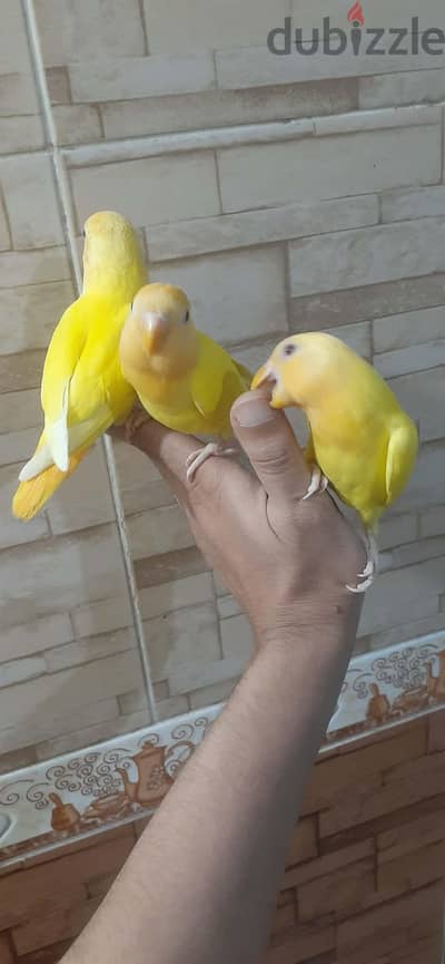 روز اونلاين اورانج مدربين