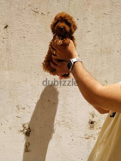 جراء كلاب البودل المصغرة بجودة عالية toy poodle