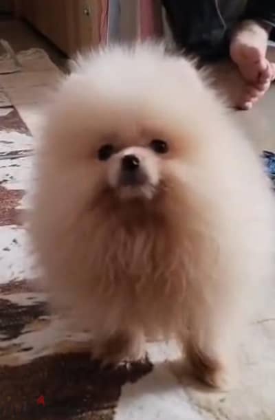 جراء كلاب البودل المصغرة بجودة عالية toy poodle Pomeranian