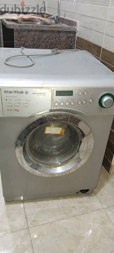 White whale
