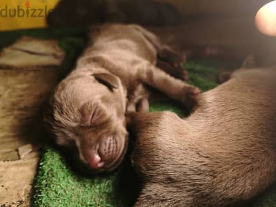 Labrador chocolate retriever