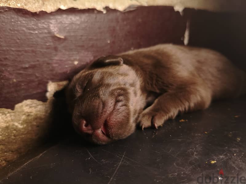 Labrador chocolate retriever 1