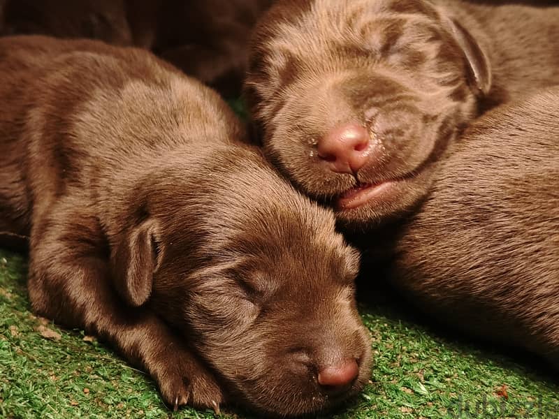 Labrador chocolate retriever 2
