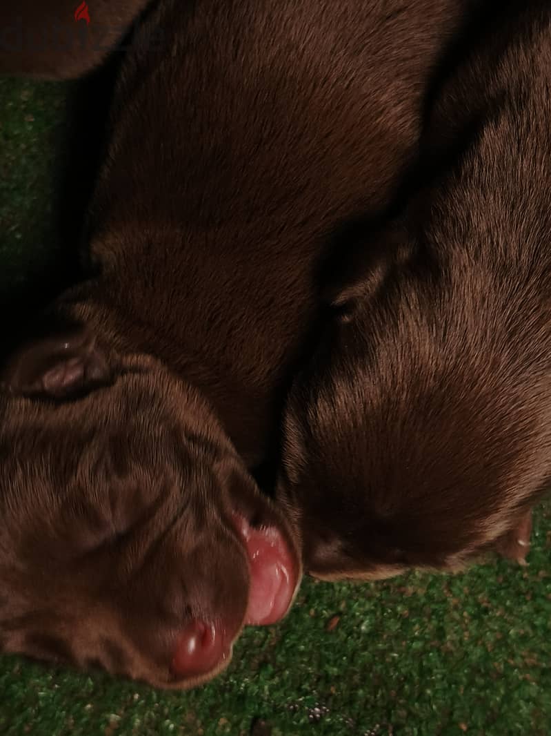 Labrador chocolate retriever 3