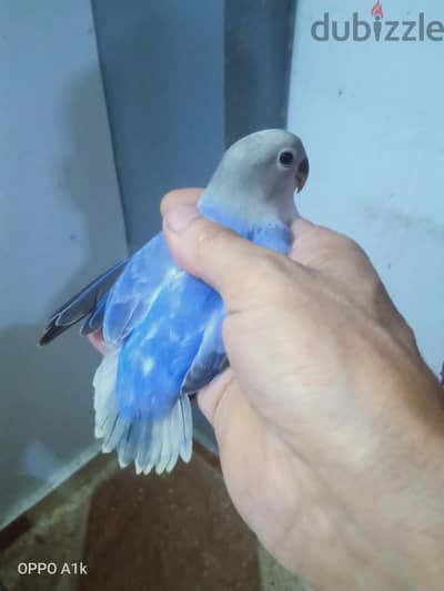 شبابات روز طفرات