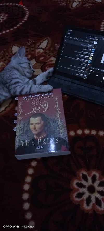 قط للتبني مجانا