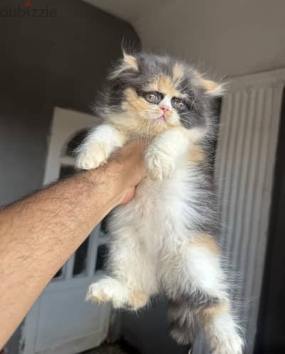 اجمل بنوته كاليكو كلاسيك دبدوبه