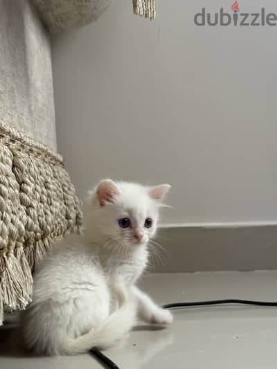 Girl less than a year