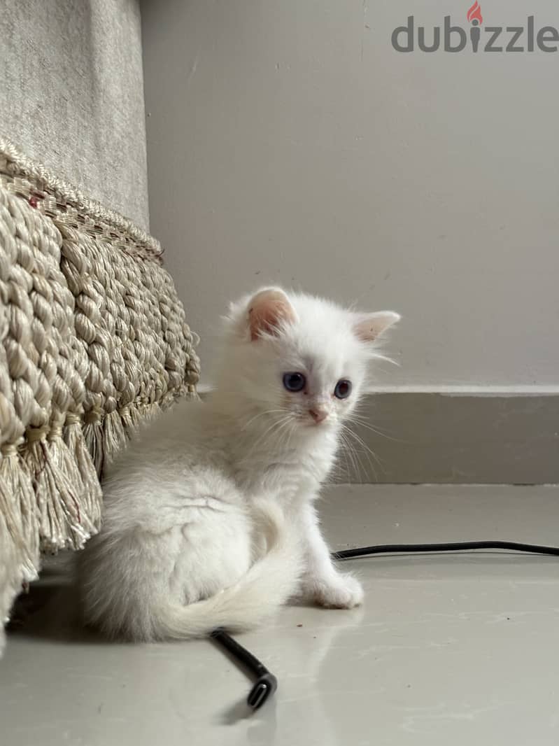 Girl less than a year 1