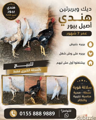 فراخ هندي للبيع