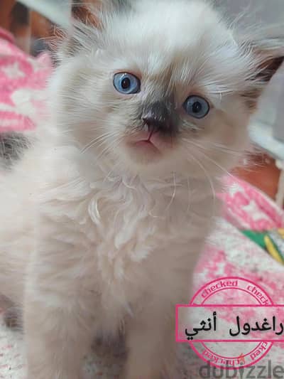 كيتين راغدول 60 يوم