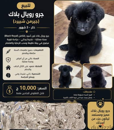 قابل للتفاوض Royal black