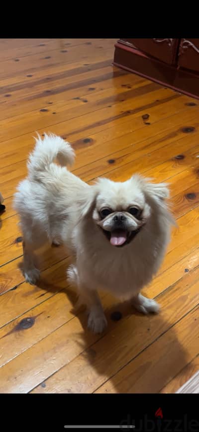 White pekingese للجواز