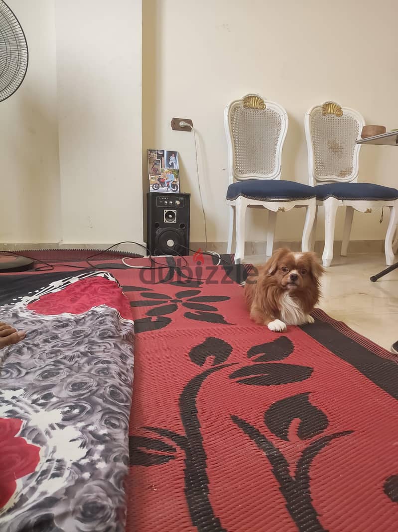 كلب بيكنواه 2