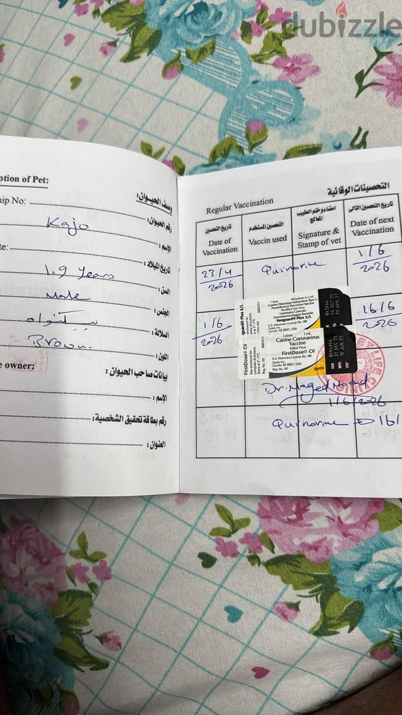 كلب بيكنواه 3