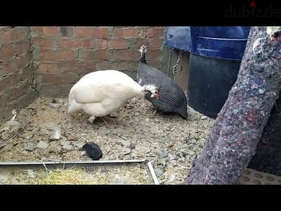 فراخ وادي او حبشي