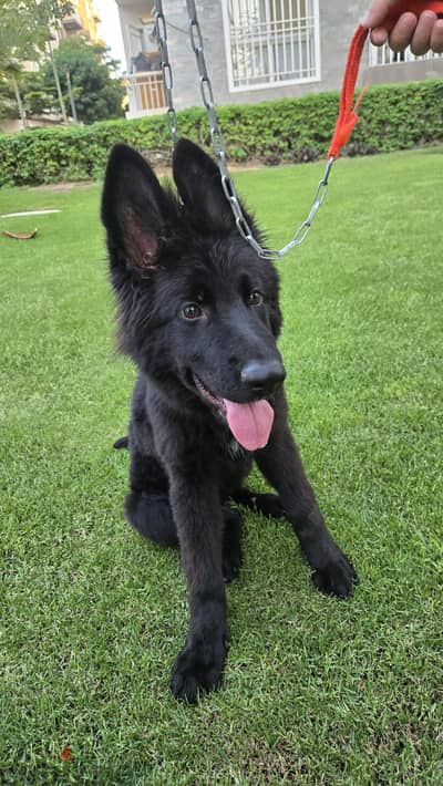 German Shepherd Black girl