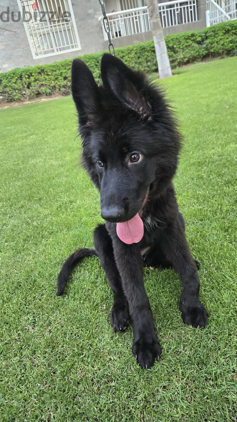 German Shepherd Black girl 1