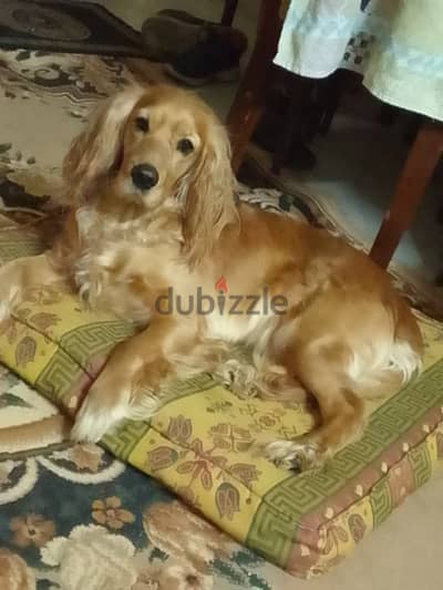 كوكر اسباني