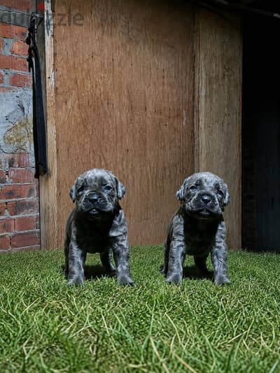 جراوي كين كورسو / cane corso