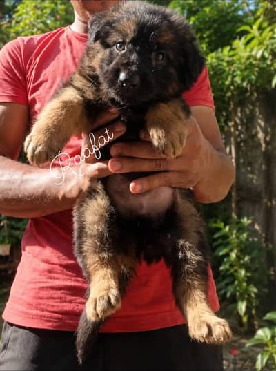 جيرمن شيبرد German Shepherd