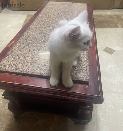 قطه شيرازى للتبنى