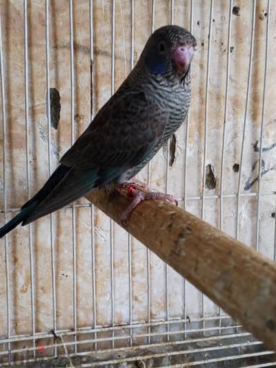 زغلول زكر دبل بلاك فاياوت