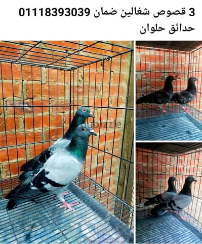 للبيع 3 قصوص زاجل شغالين ضمان