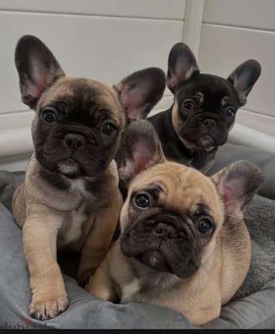 French bulldog