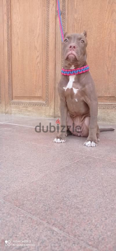 جروايه بيتبول بولى