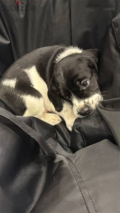 Puppy 40 days