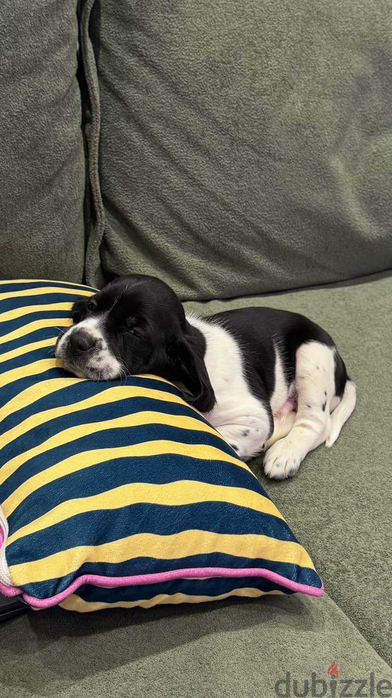 Puppy 40 days 1