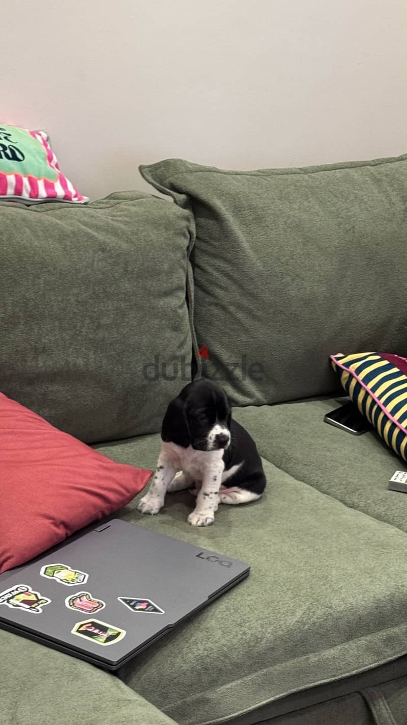Puppy 40 days 2