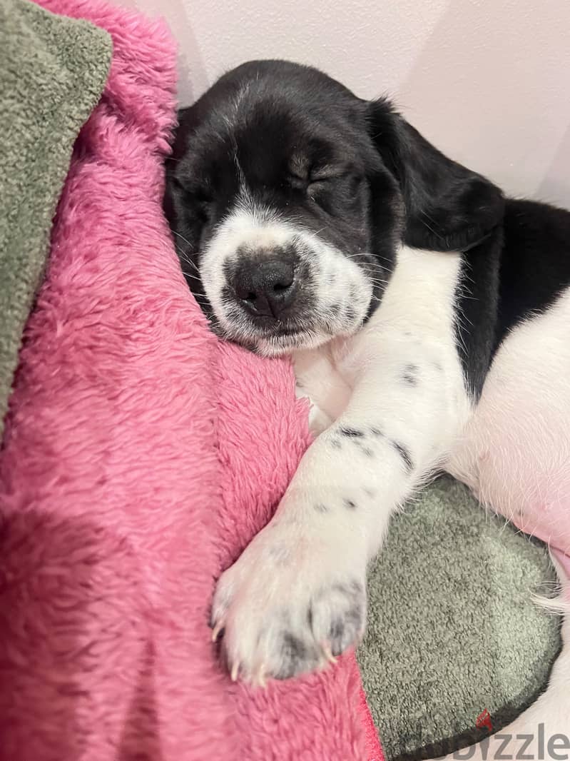 Puppy 40 days 3