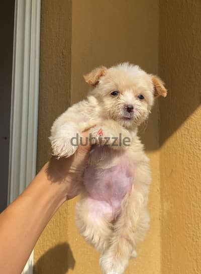 Maltipoo female teacup - اجمل بنوته مالتي بو تيي كب توب كواليتي