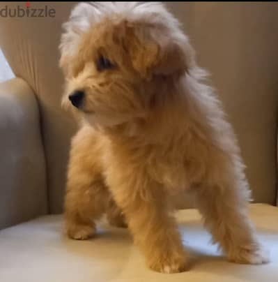 maltipoo & poodle