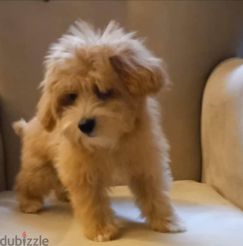 maltipoo & poodle 1