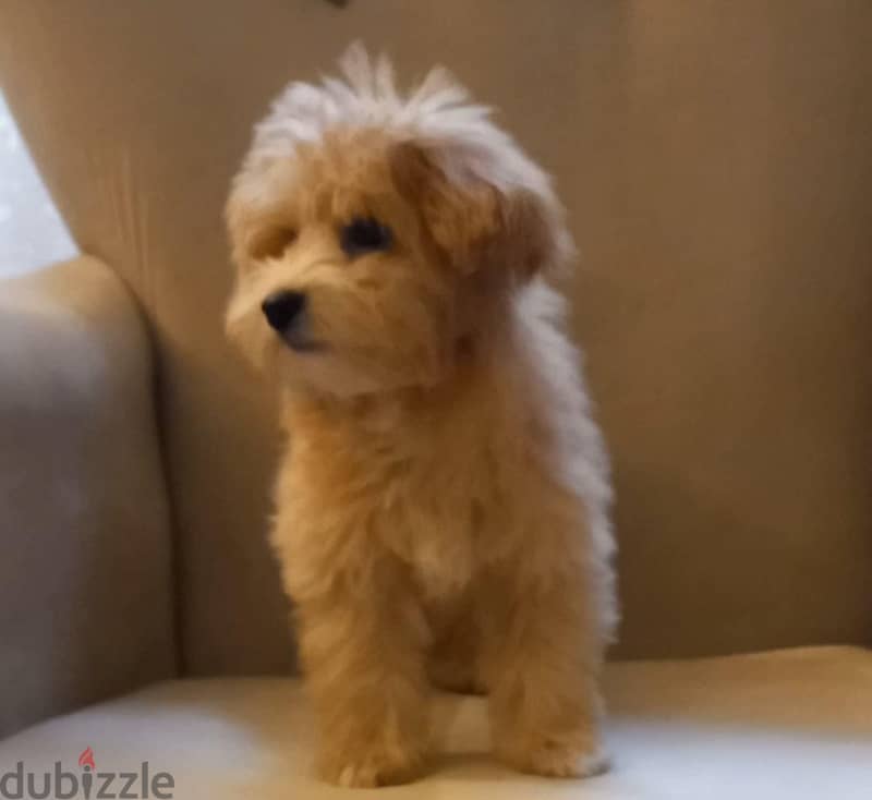maltipoo & poodle 2