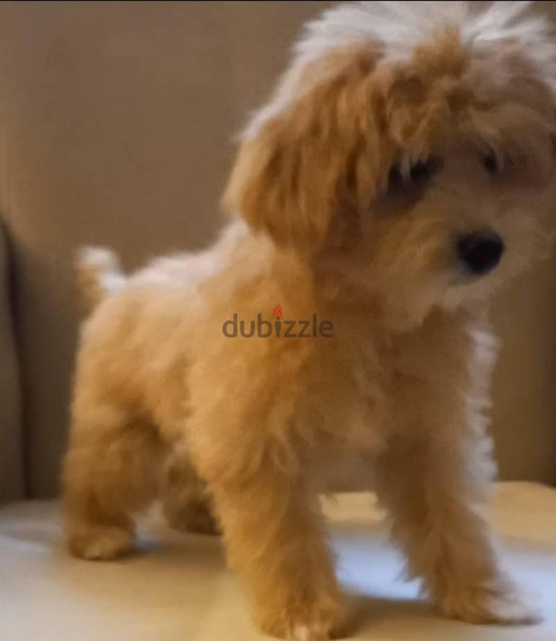 maltipoo & poodle 3